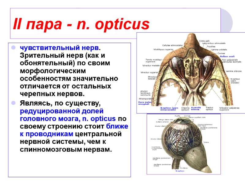 II пара - n. opticus  чувствительный нерв. Зрительный нерв (как и обонятельный) по